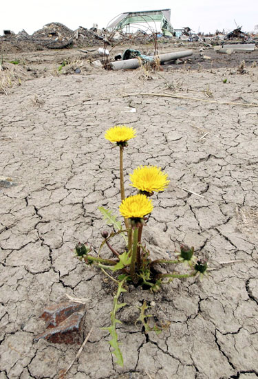 Dandelion
